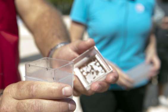 À Dumbéa et au Mont-Dore, déjà 40 % de moustiques porteurs de Wolbachia