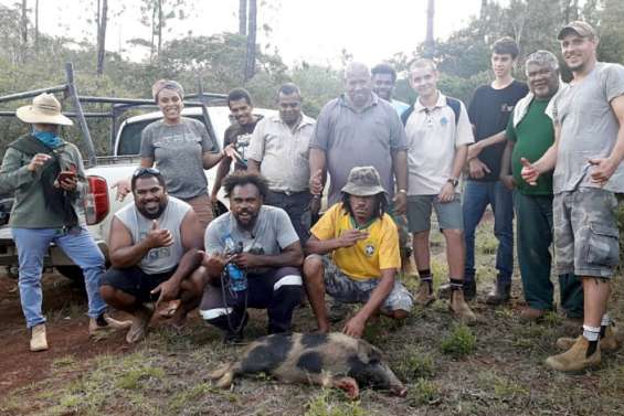 Koumac : l'art de piéger le cochon sauvage