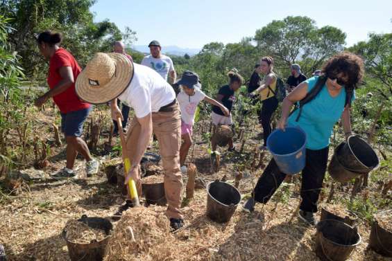 Caledoclean : déjà 7 000 arbres plantés pour recréer des forêts dans la ville