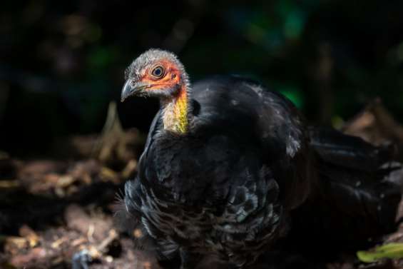 Des dindons qui deviennent carnivores