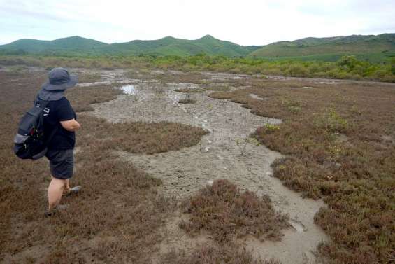 Païta : les mangroves de la baie de Port-Laguerre passées au crible pour mieux les protéger