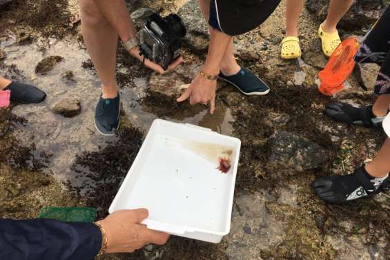 Une sortie du CIE sur le platier de Ricaudy