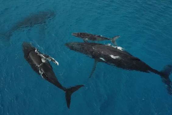 Des baleines déjà dans nos eaux, les charters parés à appareiller