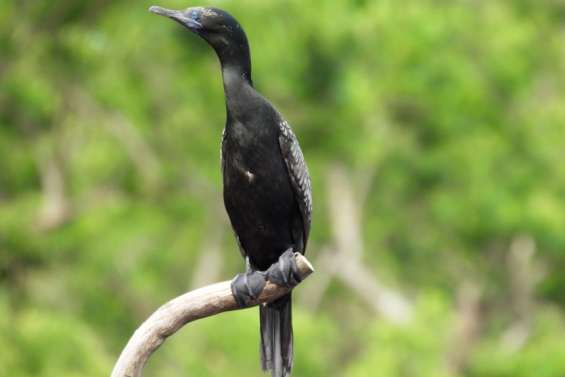 Visite ornithologique
et atelier naturaliste  ce week-end