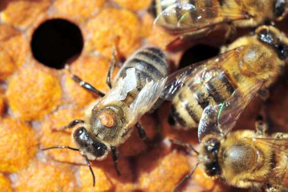 Les abeilles australiennes menacées par le varroa