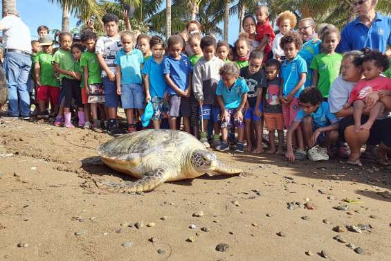 Une tortue a été relâchée à Thio