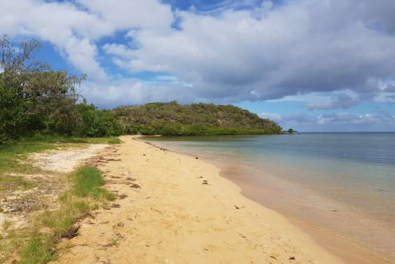 Une régulation des cerfs sur l'îlot Bailly