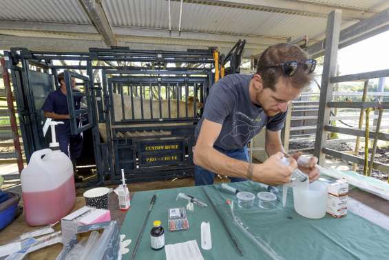 [GROS PLAN] Élevage bovin : une race 