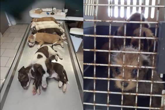 Animaux : les associations débordées par les abandons