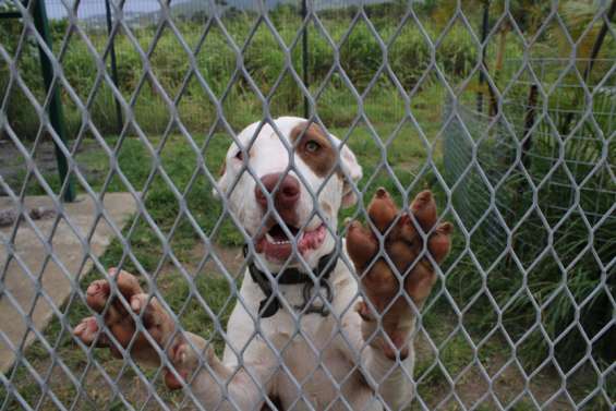 Une campagne de stérilisation pour les chiens en divagation