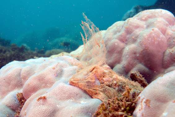 Un suivi environnemental assuré pour le Grand Sud, et pas seulement