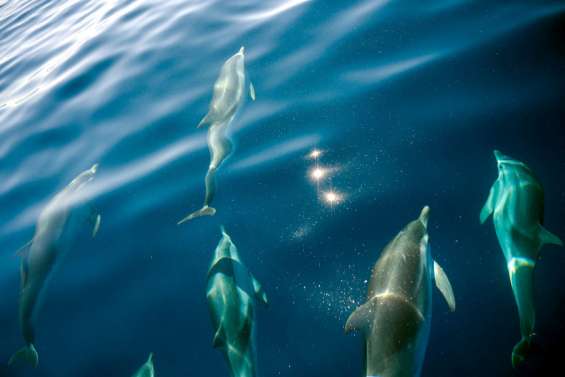 La nage avec les dauphins tombe à l'eau