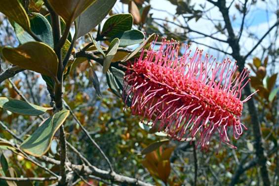 Opération nettoyage et découverte des plantes à Dumbéa