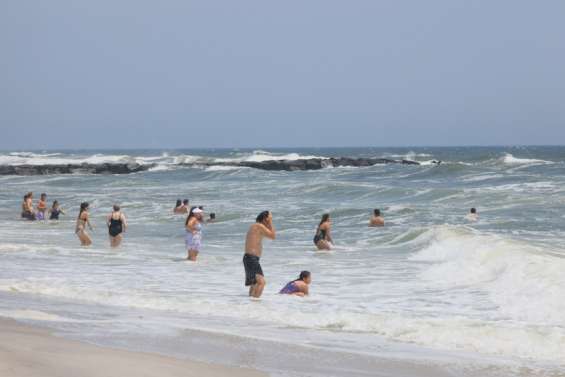 Au large de la côte est américaine, les requins blancs de plus en plus nombreux