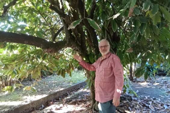 Un spécialiste du cacao  sur le Caillou
