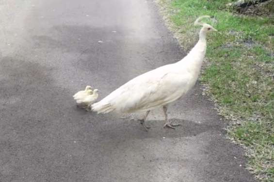 Le parc forestier a accueilli trois petits paons blancs