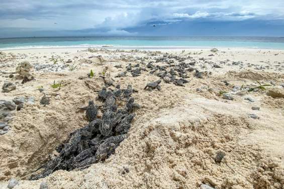 Le lagon Sud, un site capital pour la survie des tortues marines
