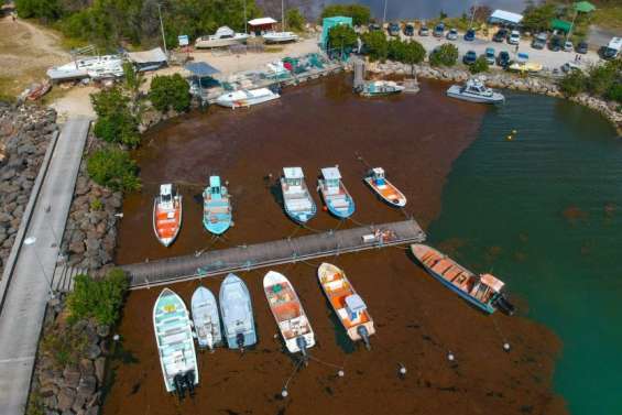 Un « service public anti-sargasses » aux Antilles