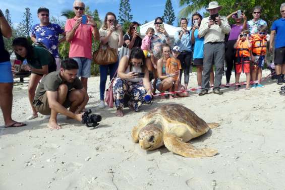 [VIDÉO] Une tortue grosse tête relâchée après deux mois de soins à l’Aquarium des Lagons