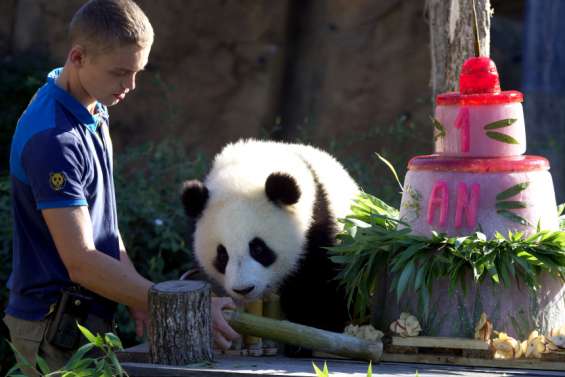 À Beauval, les jumelles pandas fêtent leur anniversaire