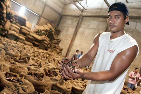 La filière cocotier polynésienne est appelée à se réinventer