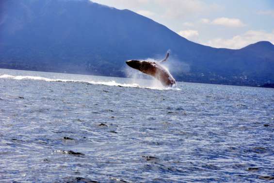 [GROS PLAN] Les baleines, spectacle saisissant et assourdissant