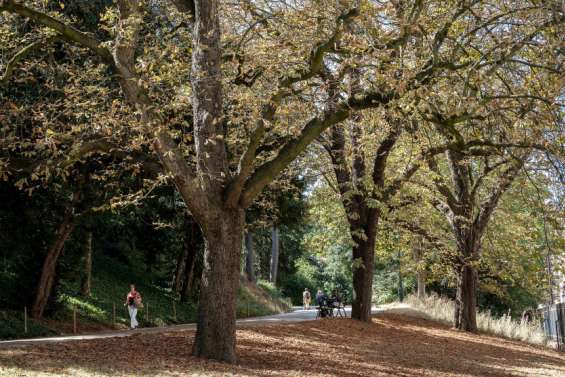 À Paris, les feuilles mortes se ramassent (déjà) à la pelle