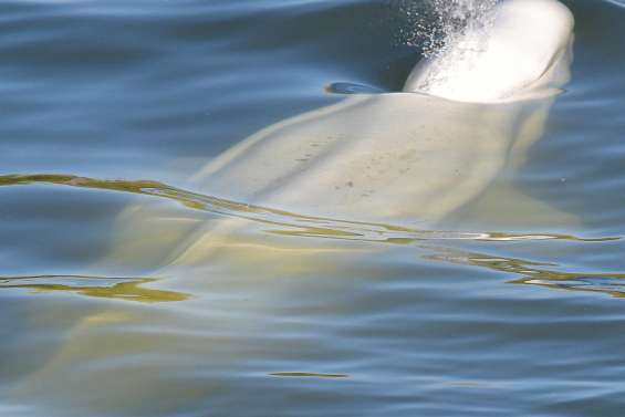 Les espoirs de sauver le béluga s'amenuisent