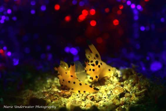 La treizième édition du Festival Sublimage arrive fin août