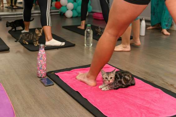 Le chat, un allié pour la santé
