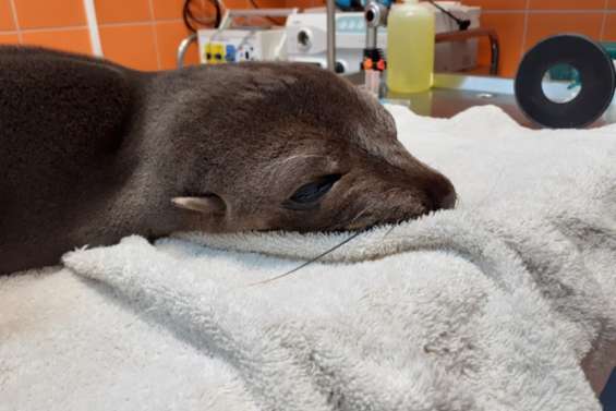 L'otarie de Rurutu transférée à Tahiti