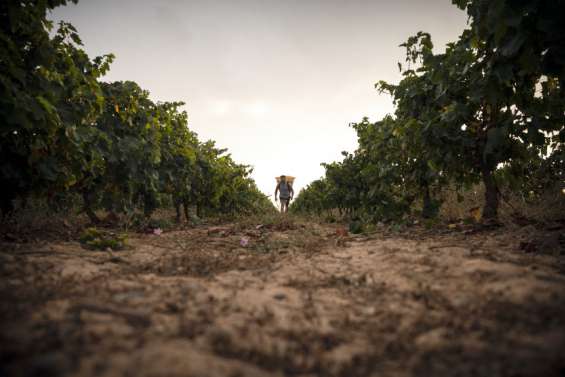 Vignobles : premiers coups de sécateur dans le Bordelais