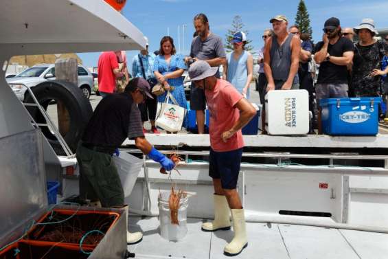 Privés du marché chinois, les pêcheurs de langoustes s'adaptent