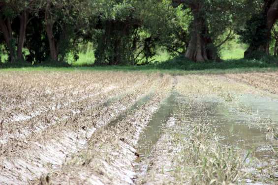 [DOSSIER AGRICULTURE : 2/4] Cinq producteurs maraîchers témoignent