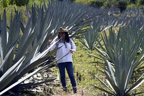 Le mezcal ne veut pas devenir la nouvelle tequila