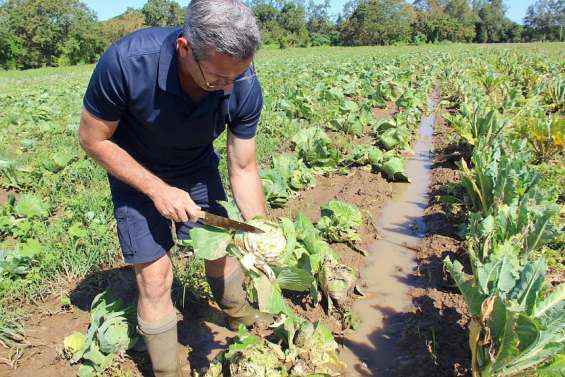 [DOSSIER AGRICULTURE : 1/4] Les agriculteurs en détresse : rebondir ou mourir