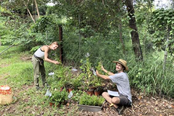L'IRD se penche sur le sort des abeilles endémiques en ville