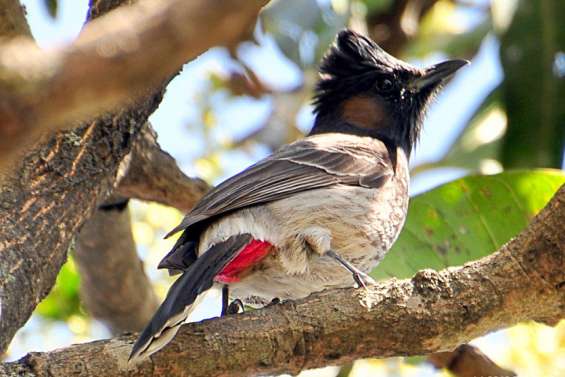 De Mouirange à Goro, les bulbuls éliminés pour empêcher leur invasion vers le Sud