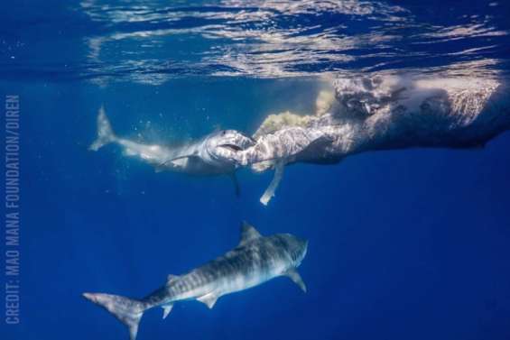 Requins nettoyeurs à Moorea