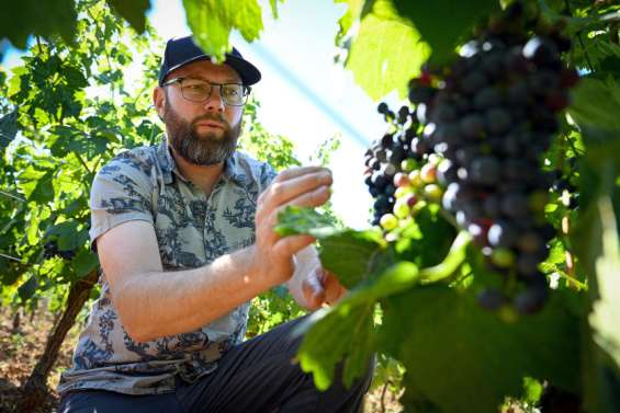 Le vignoble alsacien s'essaie à la syrah