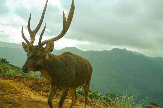 Dumbéa : le WWF s'inquiète de la présence de cerfs à la montagne des Sources