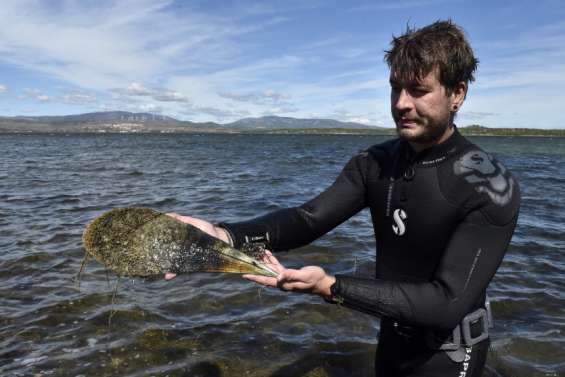 Il faut sauver la grande nacre