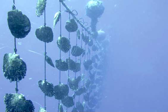 La perliculture des Gambier en danger