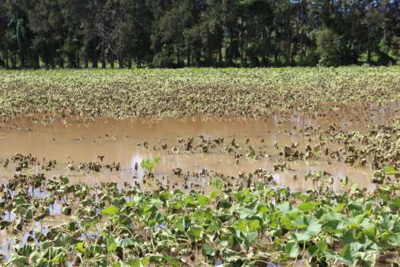 Une nouvelle aide aux agriculteurs en province Sud