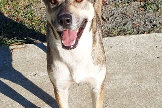 Ils cherchent un maître