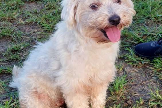 Ils cherchent un maître