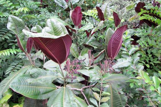 À la vallée de la Thy, seize ans de lutte contre le Miconia, un 