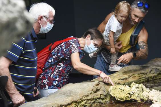 Des napoléons et des nudibranches à l'Aquarium