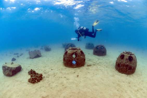 Des essais de bouturages de coraux se terminent à l'anse Vata