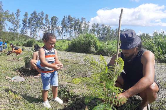 Des arbres pour ombrager la route de Thia, à La Foa